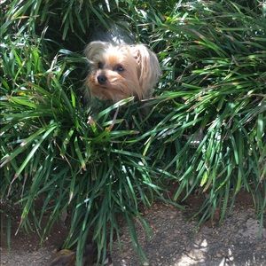 Meet your Posher, Donna